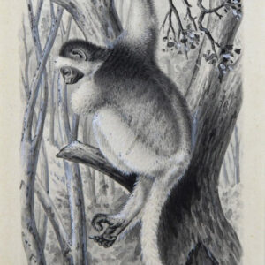 Josef Fleischmann Brehms Tierleben Affe im Baum Sepiaaquarell signiert um 1870